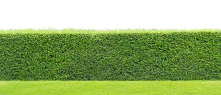 Akku-Teleskop-Heckenschere Test