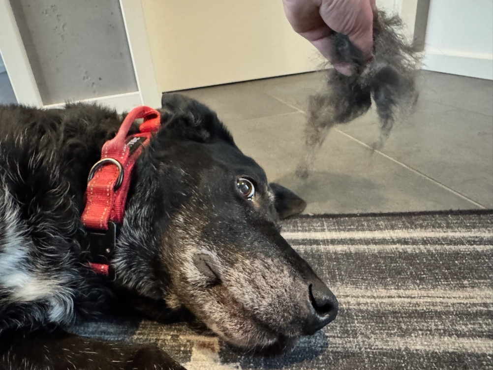 Viele Tierhaare werden von einer Hand neben einen Hund gehalten