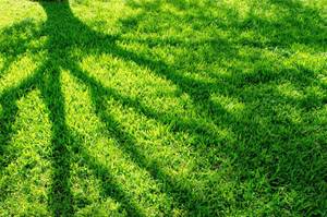 Ein satter gruener Rasen, auf den der Schatten eines Baumes faellt.