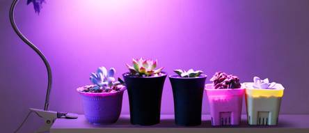 pflanzen-ueberwintern