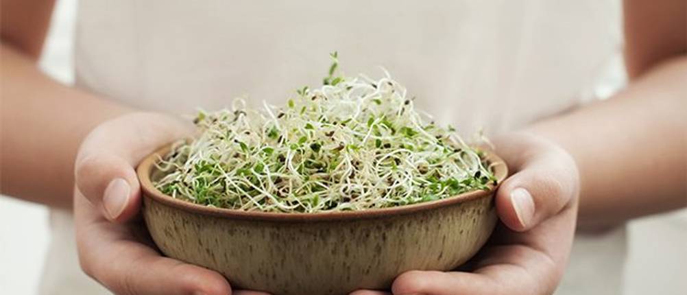 Alfalfa Test