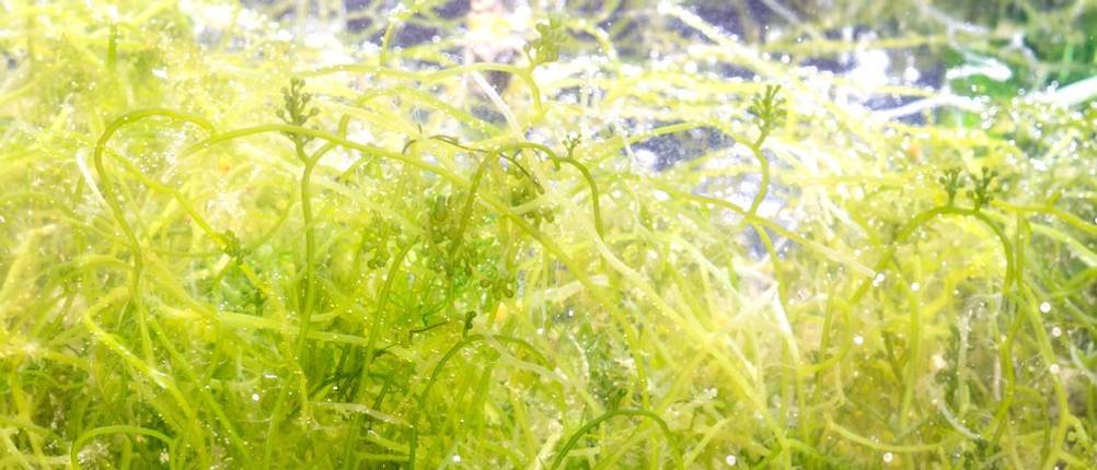 algenfeld unter wasser