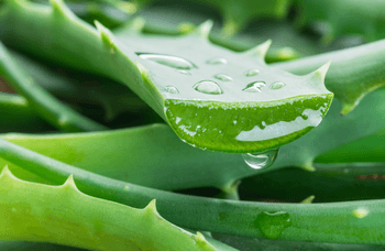 Aloe-vera-Kapseln Test & Vergleich  Top 10 im Juni 2026
