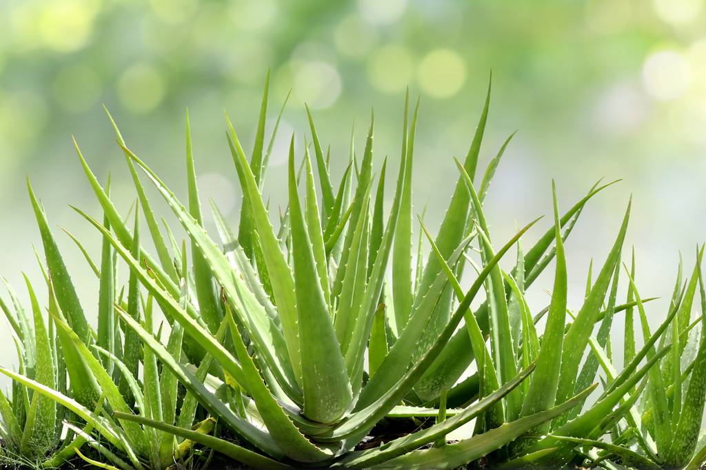 Aloe-vera-Kapseln-Test: Mehrere Aloe-vera-Pflanzen. 
