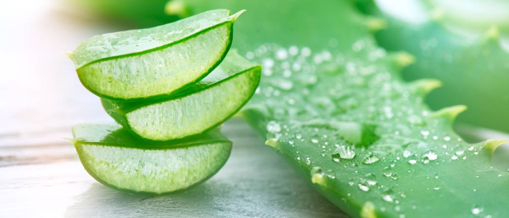 Aloe-vera-Pflanze-Test