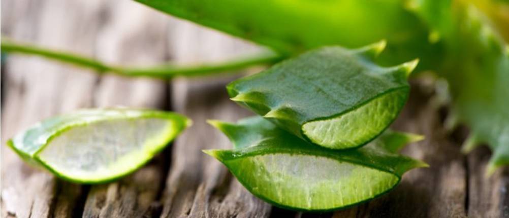 aloe vera saft pflanze aufgeschnitten auf tisch aloe versa saft test Aloe-Vera-Wirkung, Anwendung Aloe-Vera, 55 pur IASC, pur IASC Qualität