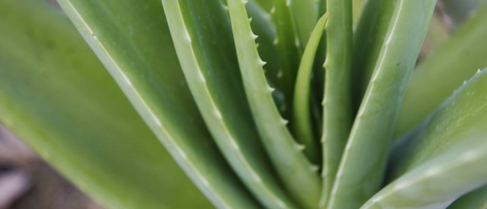 aloe-vera-saft-pflanze-close-up