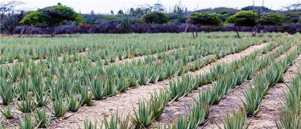 aloe-vera-saft-plantage-aloe vera saft test- aloe vera kaufen- kontrolliert biologischer Anbau, Aloe-Vera-Wirkung, 55 pur IASC, pur IASC Qualität