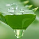 aloe