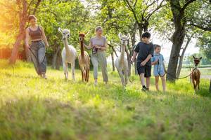 Erlebnisgeschenke im Test: Eine vierköpfige Familie spaziert mit Alpakas an der Leine über eine Wiese.