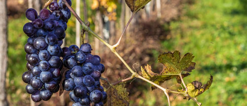 Amarone-Wein-Test