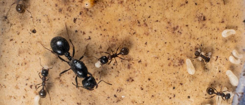Ameisenfarm-Test: Eine große Ameise – die Königin – neben kleineren Ameisen. 