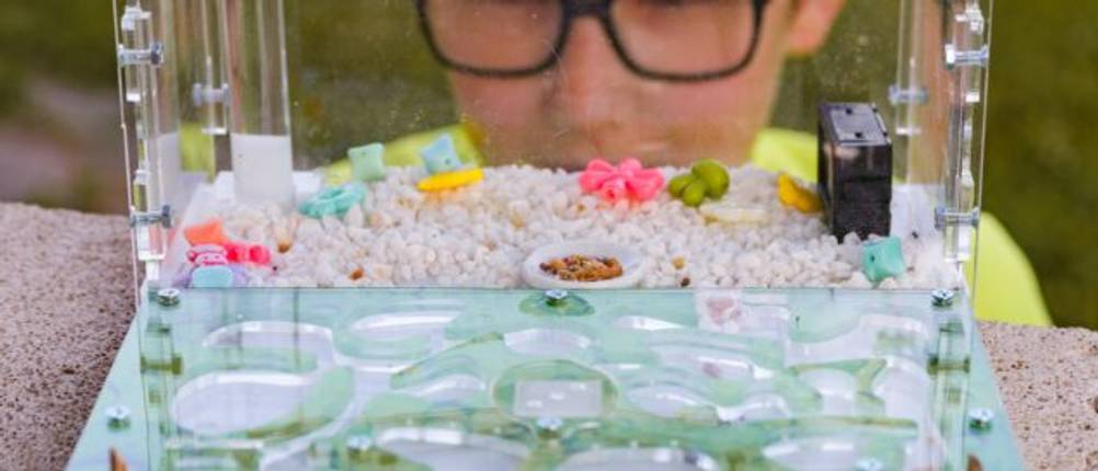 Ameisenfarm-Test: Ein Junge mit Brille schaut sich eine Ameisenfarm an. 