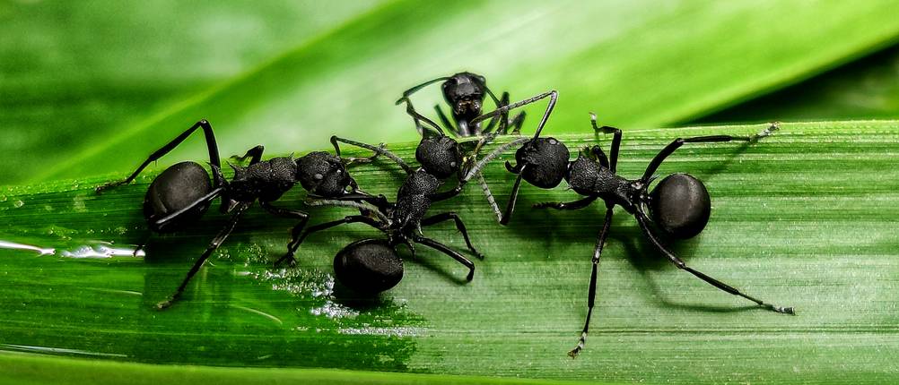 Ameisensäure-Test