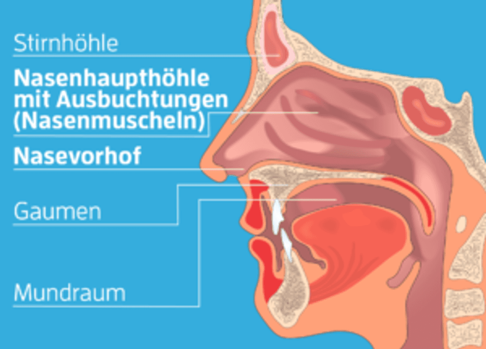 Anatormie der Nase