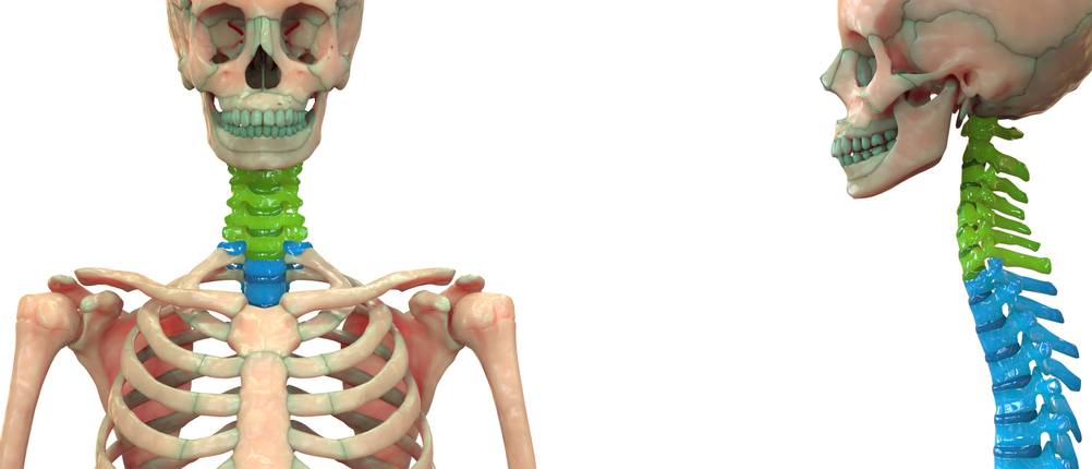 anatomie-skelett-test