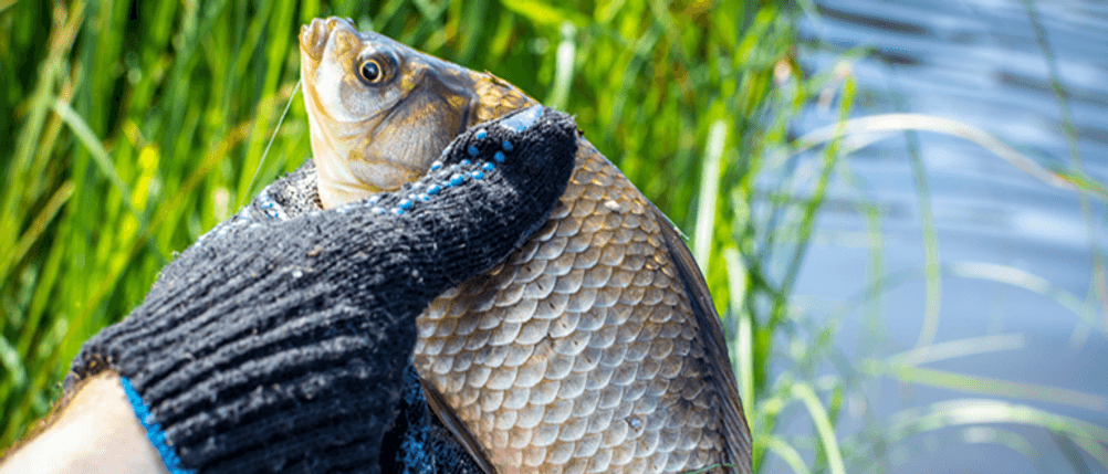 Angelhandschuhe im Test: Eine behandschuhte Hand hält einen Fisch.