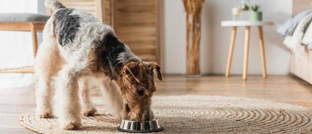 aniforte-hundefutter-test