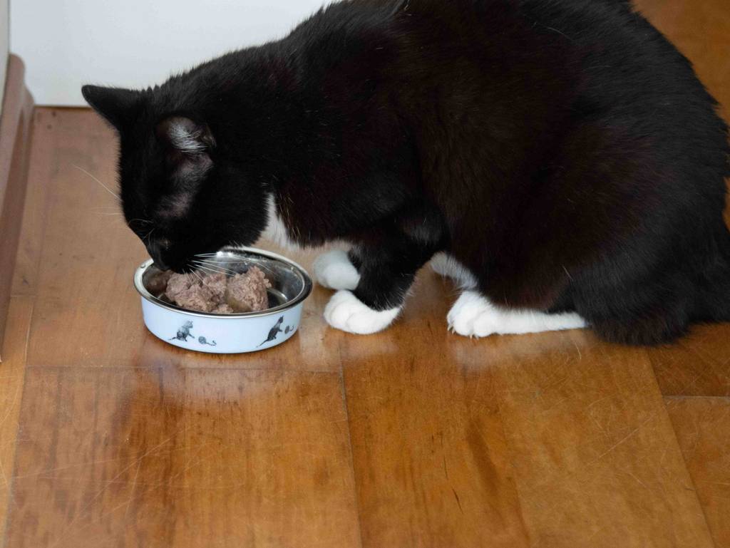 Das getreidefreie Nassfutter für Katzen im Test befindet sich in einem Napf und wird von einer schwarzen Katze gefressen.