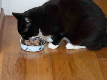 Getreidefreies Nassfutter Katze: Top 10 Test & Vergleich