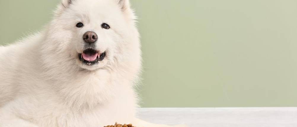 animonda-hundefutter-test