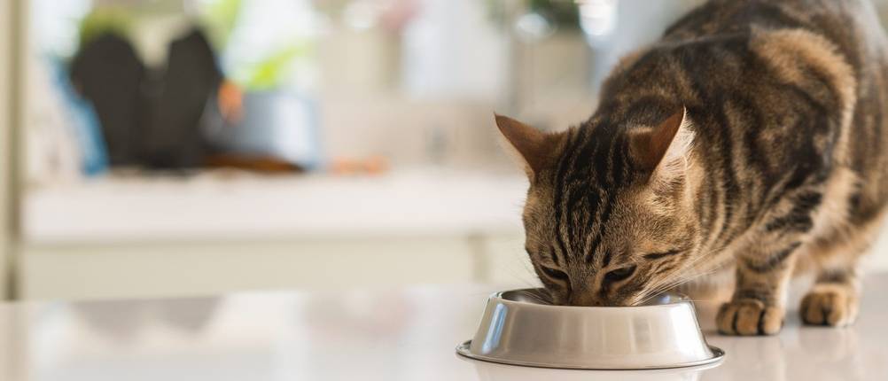 Animonda-Nassfutter-Katze-Test