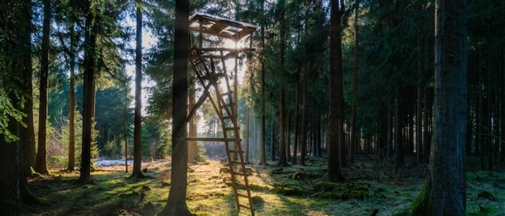 Ansitzsack-Test: Ein Jägerhochstand bei Sonnenaufgang im Wald.