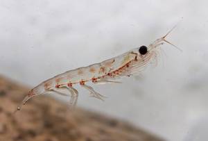 antarktischer-krill