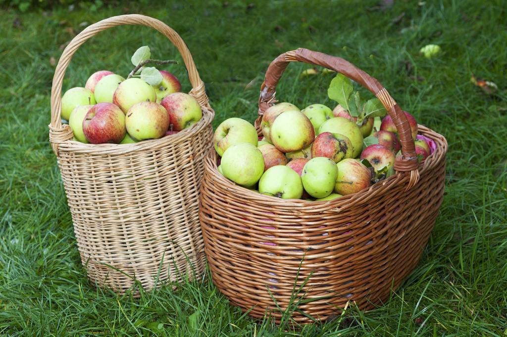 apfelpflücker-gartenwerkzeug