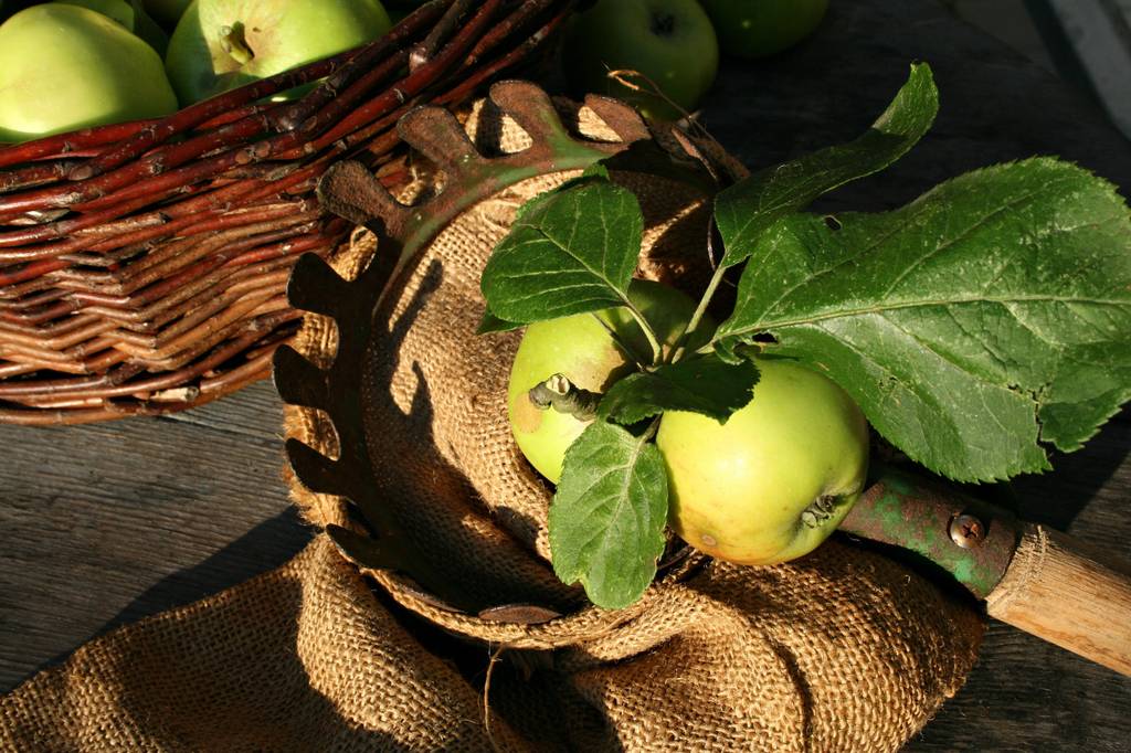 gartenarbeit-obstpflücker-test