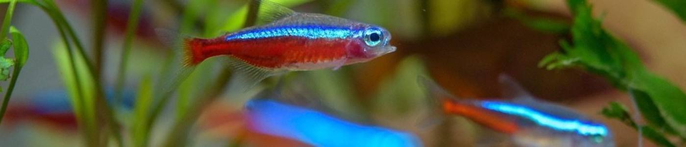 Tests & Vergleiche aus der Kategorie Aquaristik