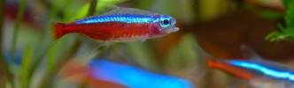 Tests & Vergleiche aus der Kategorie Aquaristik