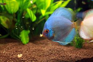 Aquarium Fisch