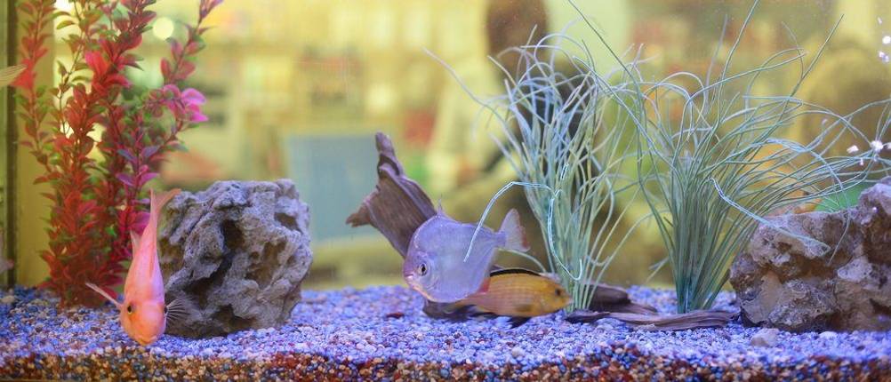 Tropische Fische fühlen sich im warmen Wasser am wohlsten.