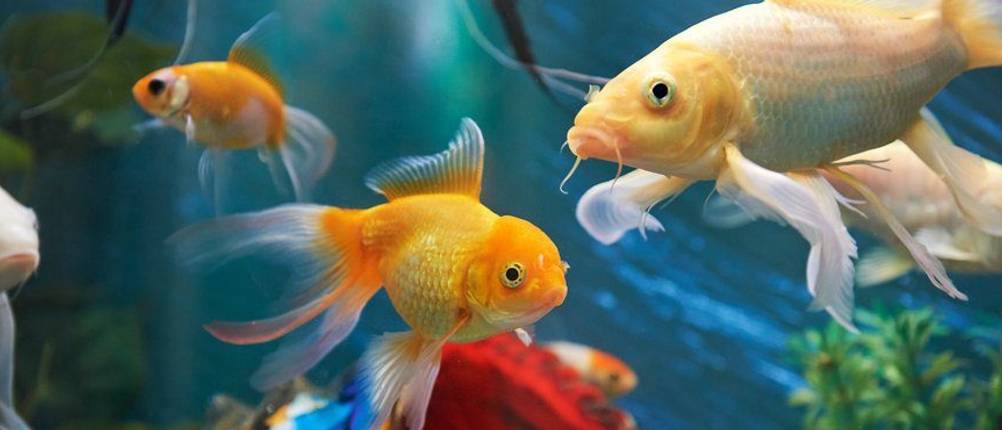 Für Fische ist die Temperatur des Wassers lebenswichtig