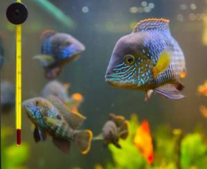Thermometer sind selten bei Aquariumsheizungen inbgriffen, für die Regulierung der Wassertemperatur jedoch notwendig