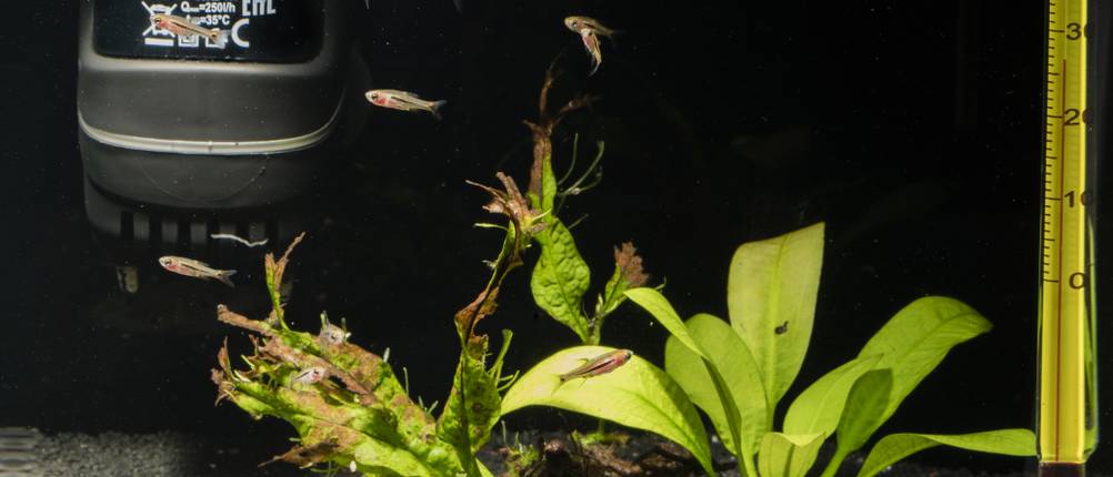 Aquarium Innenfilter im Test