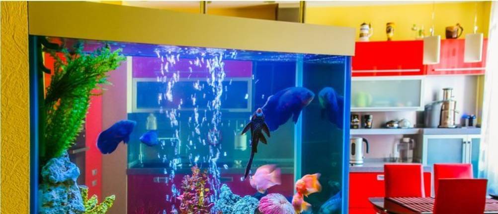 aquarium für zuhause