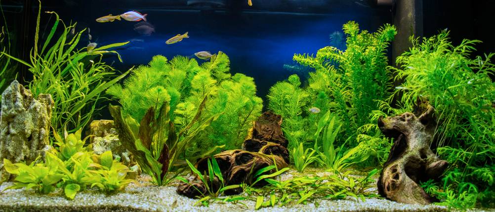 aquarium-pflanzen-test