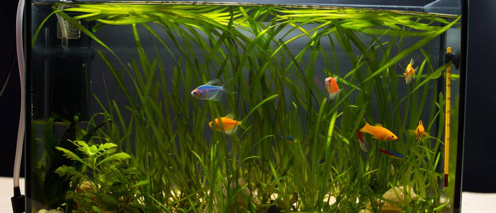 Aquarium-Pumpe-60l-test