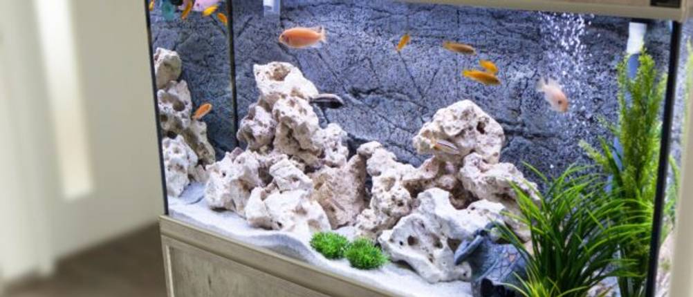 Aquarium-Rückwand-Test: