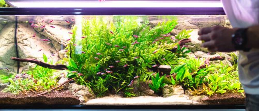 Aquarium-Rückwand-Test: Ein Aquarium mit einer mit Steinoptik beklebten Rückwand mit Pflanzen und Fischen. 