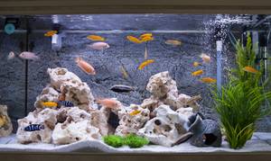 Aquarium sauber