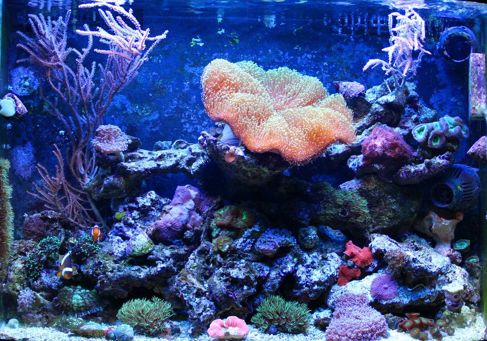 Garnelen Aquarium