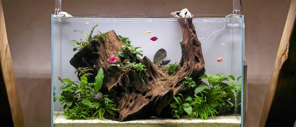 Aquarium-Wurzeln-Test