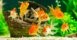 Osmoseanlage Fische