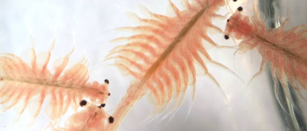 Artemia-Eier-Test