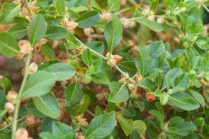 ashwagandha Pflanze