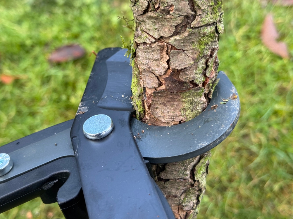 Die getestete Astschere von Fiskars durchtrennt einen dicken Ast.