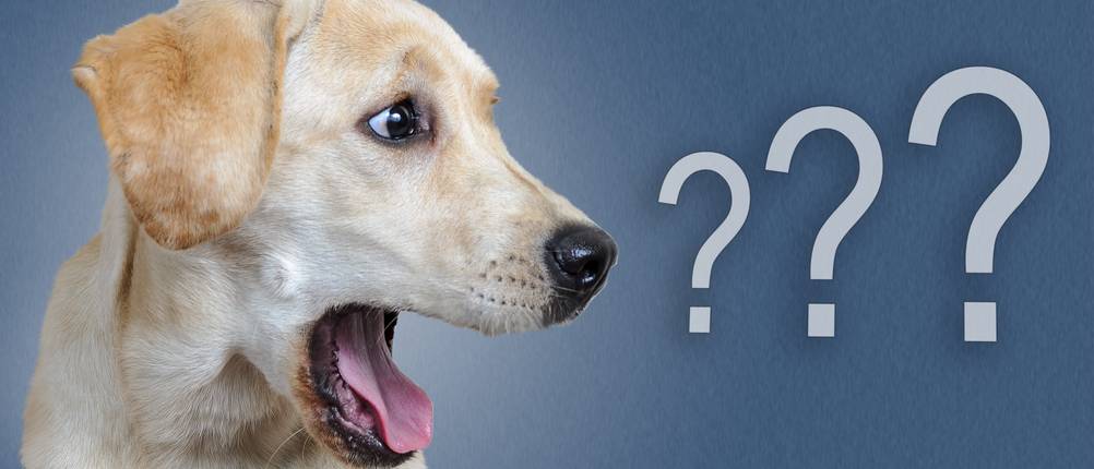 Hundezubehör